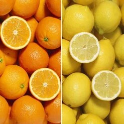 Orange And Lemon Tree Collection -Yougarden Shop 340073 3