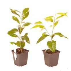 Orange And Lemon Tree Collection -Yougarden Shop 340073 4