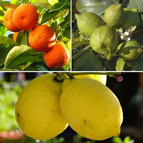 Citrus Grove Collection, Orange, Lemon And Lime 3 Citrus Grove Collection, Orange, Lemon And Lime