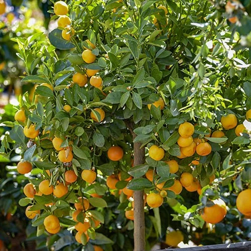Citrus Grove Collection, Orange, Lemon And Lime 4 Citrus Grove Collection, Orange, Lemon And Lime - Image 2