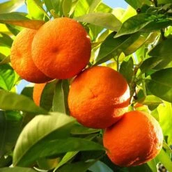 Citrus Grove Collection, Orange, Lemon And Lime 14 Citrus Grove Collection, Orange, Lemon And Lime -Yougarden Shop 340081 4