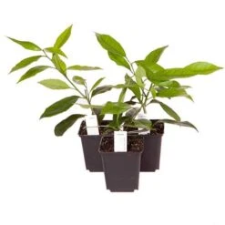 Citrus Grove Collection, Orange, Lemon And Lime 17 Citrus Grove Collection, Orange, Lemon And Lime -Yougarden Shop 340081 7