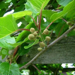 Actinidia Deliciosa - Kiwi Fruit 'Jenny' -Yougarden Shop 340098 4