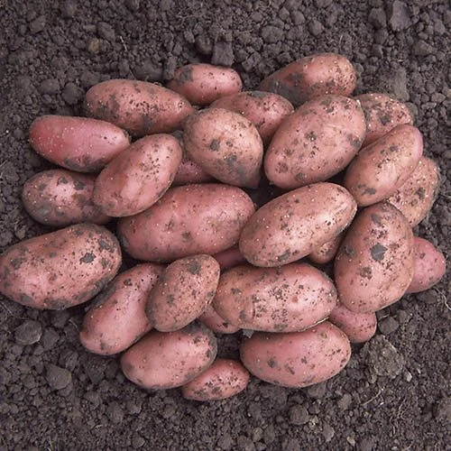 Complete Patio Potato Growing Kit 4 Complete Patio Potato Growing Kit - Image 2