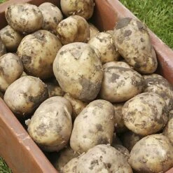 Complete Patio Potato Growing Kit 14 Complete Patio Potato Growing Kit -Yougarden Shop 350007 3