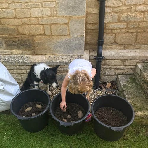 Complete Patio Potato Growing Kit 9 Complete Patio Potato Growing Kit - Image 7