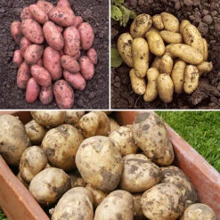 Patio Potato Grow Bag Kit 12 Patio Potato Grow Bag Kit -Yougarden Shop 350058 1