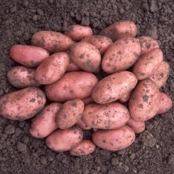 Patio Potato Grow Bag Kit 14 Patio Potato Grow Bag Kit -Yougarden Shop 350058 3