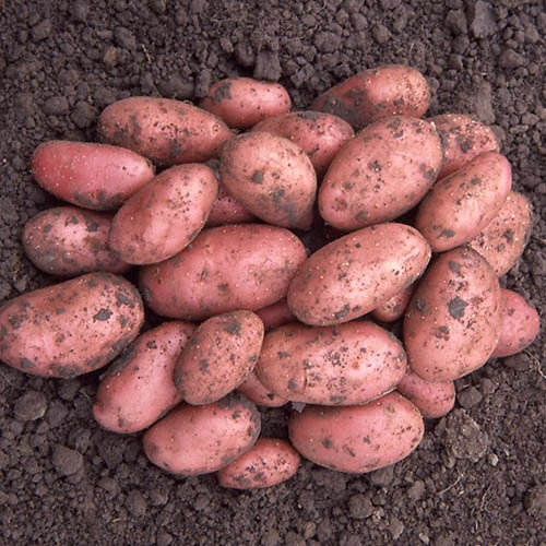 Patio Potato Grow Bag Kit 6 Patio Potato Grow Bag Kit - Image 4