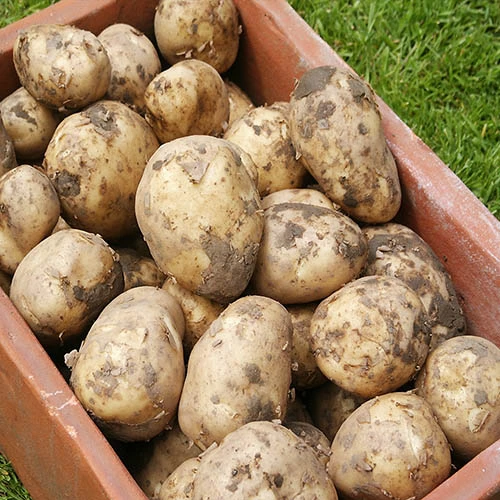 Patio Potato Grow Bag Kit 7 Patio Potato Grow Bag Kit - Image 5