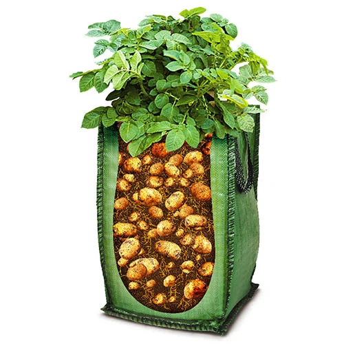 Patio Potato Grow Bag Kit 10 Patio Potato Grow Bag Kit - Image 8