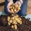 Complete Patio Potato Top-up Kit 2 Complete Patio Potato Top-up Kit -Yougarden Shop 350062