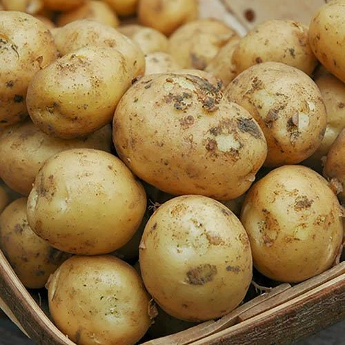 Complete Patio Potato Top-up Kit 4 Complete Patio Potato Top-up Kit - Image 2