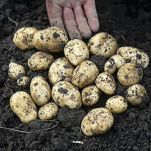 Complete Patio Potato Top-up Kit 6 Complete Patio Potato Top-up Kit - Image 4