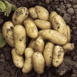 Patio Potato Pack -Yougarden Shop 350067 4
