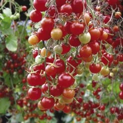 'Tumbling Tom' Tomato 9 'Tumbling Tom' Tomato -Yougarden Shop 370026 1