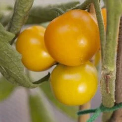 'Tumbling Tom Yellow' Tomato -Yougarden Shop 370036 3