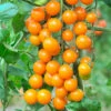 Cherry Tomato 'Sungold SuperSweet'