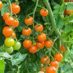 Cherry Tomato 'Sungold SuperSweet' -Yougarden Shop 370043 2