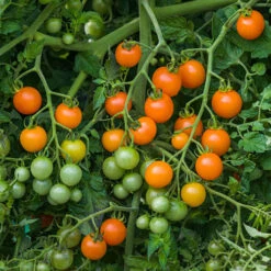 Cherry Tomato 'Sungold SuperSweet' -Yougarden Shop 370043 3