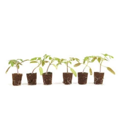 Cherry Tomato 'Sungold SuperSweet' -Yougarden Shop 370043 4