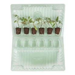 Cherry Tomato 'Sungold SuperSweet' -Yougarden Shop 370043 5