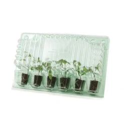 Cherry Tomato 'Sungold SuperSweet' -Yougarden Shop 370043 6