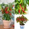 Chilli Collection -Yougarden Shop 370073
