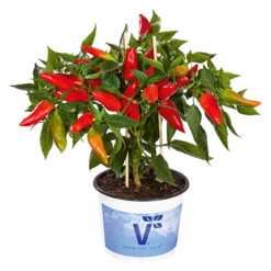 Chilli Collection -Yougarden Shop 370073 3