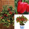 Patio Vegetable Collection -Yougarden Shop 370074