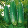 Mini Cucumber 'Hana' 2 Mini Cucumber 'Hana' -Yougarden Shop 370085
