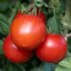 Tomato 'Moneymaker' -Yougarden Shop 370087