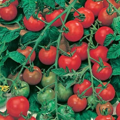 Tomato Collection -Yougarden Shop 370092 3