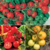 Tomato Collection 9cm X 3 -Yougarden Shop 370100