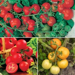Tomato Collection 9cm X 3