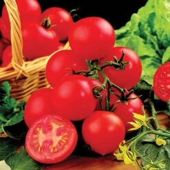 Tomato Collection 9cm X 3 -Yougarden Shop 370100 2
