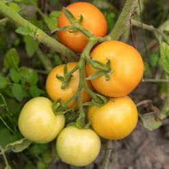 Tomato Collection 9cm X 3 -Yougarden Shop 370100 3