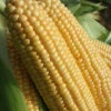 Sweetcorn 'Swift' -Yougarden Shop 380108