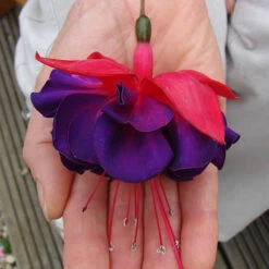 American Fuchsia Collection -Yougarden Shop 400072 2