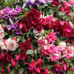 American Fuchsia Collection -Yougarden Shop 400072 3