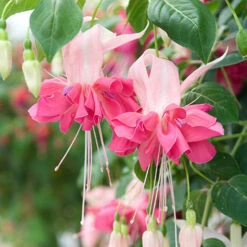 American Fuchsia Collection -Yougarden Shop 400072 4