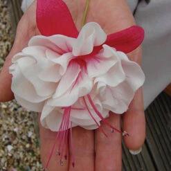 American Fuchsia Collection -Yougarden Shop 400072 5