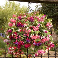 American Fuchsia Collection -Yougarden Shop 400072 6