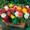 Upright Begonia 'Non-Stop' Mix -Yougarden Shop 400085