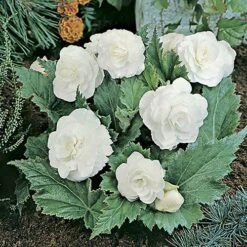 Upright Begonia 'Non-Stop' Mix -Yougarden Shop 400085 2