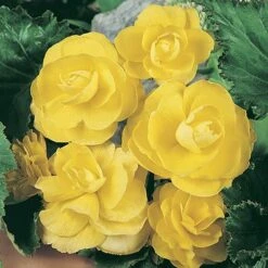 Upright Begonia 'Non-Stop' Mix -Yougarden Shop 400085 3