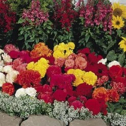 Upright Begonia 'Non-Stop' Mix -Yougarden Shop 400085 4