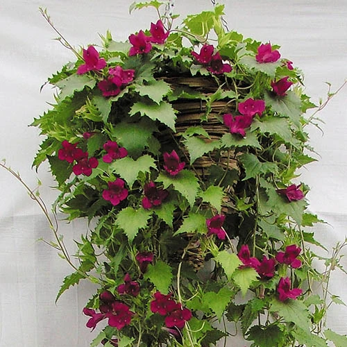 Lofos Burgundy Wine 3 Lofos Burgundy Wine