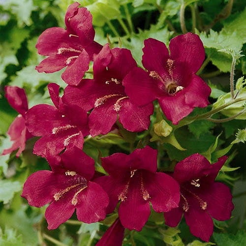 Lofos Burgundy Wine 4 Lofos Burgundy Wine - Image 2