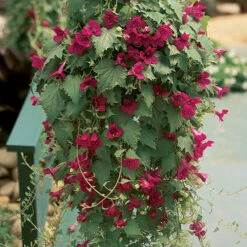 Lofos Burgundy Wine 9 Lofos Burgundy Wine -Yougarden Shop 400087 2